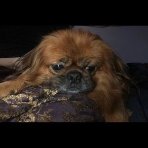 MY FLUFFA MUFFA PUPPA “BEAR” 🐻🐻🐻🐻🐻🐻🐻🐻🐻